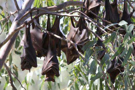 little red flying foxes at Numurkah little red flying foxes at Numurkah